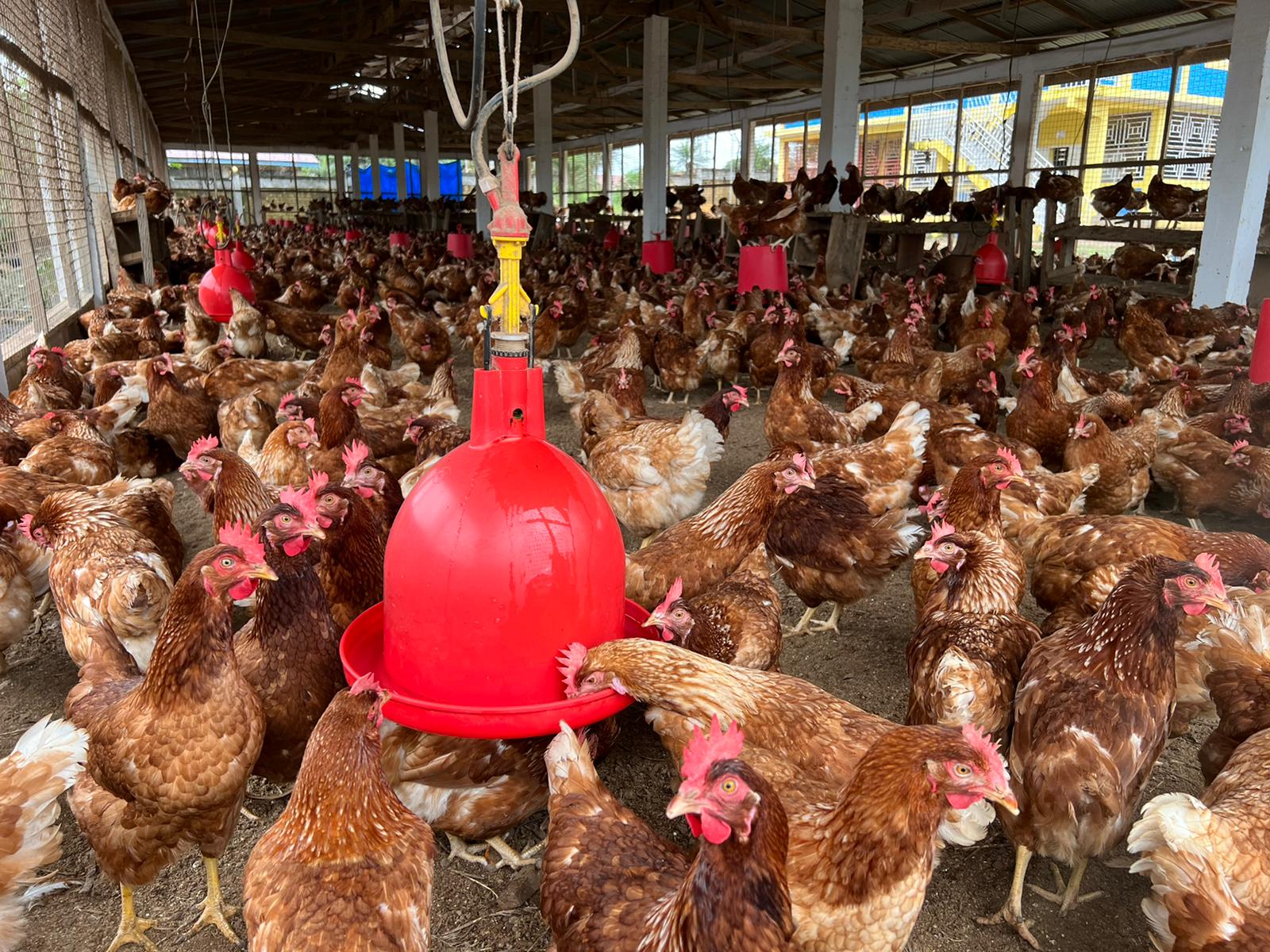 Improving local feed production is key to growth in Sierra Leone’s